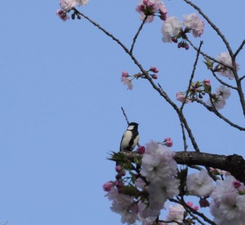 シジュウカラ 昭和記念公園 2024年4月14日(日)