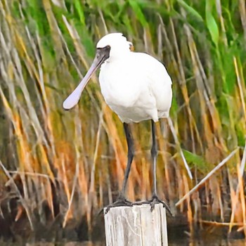 Black-faced Spoonbill Kasai Rinkai Park Mon, 5/6/2024