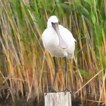 Black-faced Spoonbill Kasai Rinkai Park Mon, 5/6/2024