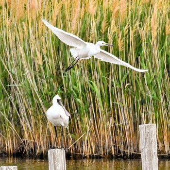 クロツラヘラサギ 葛西臨海公園 2024年5月6日(月)