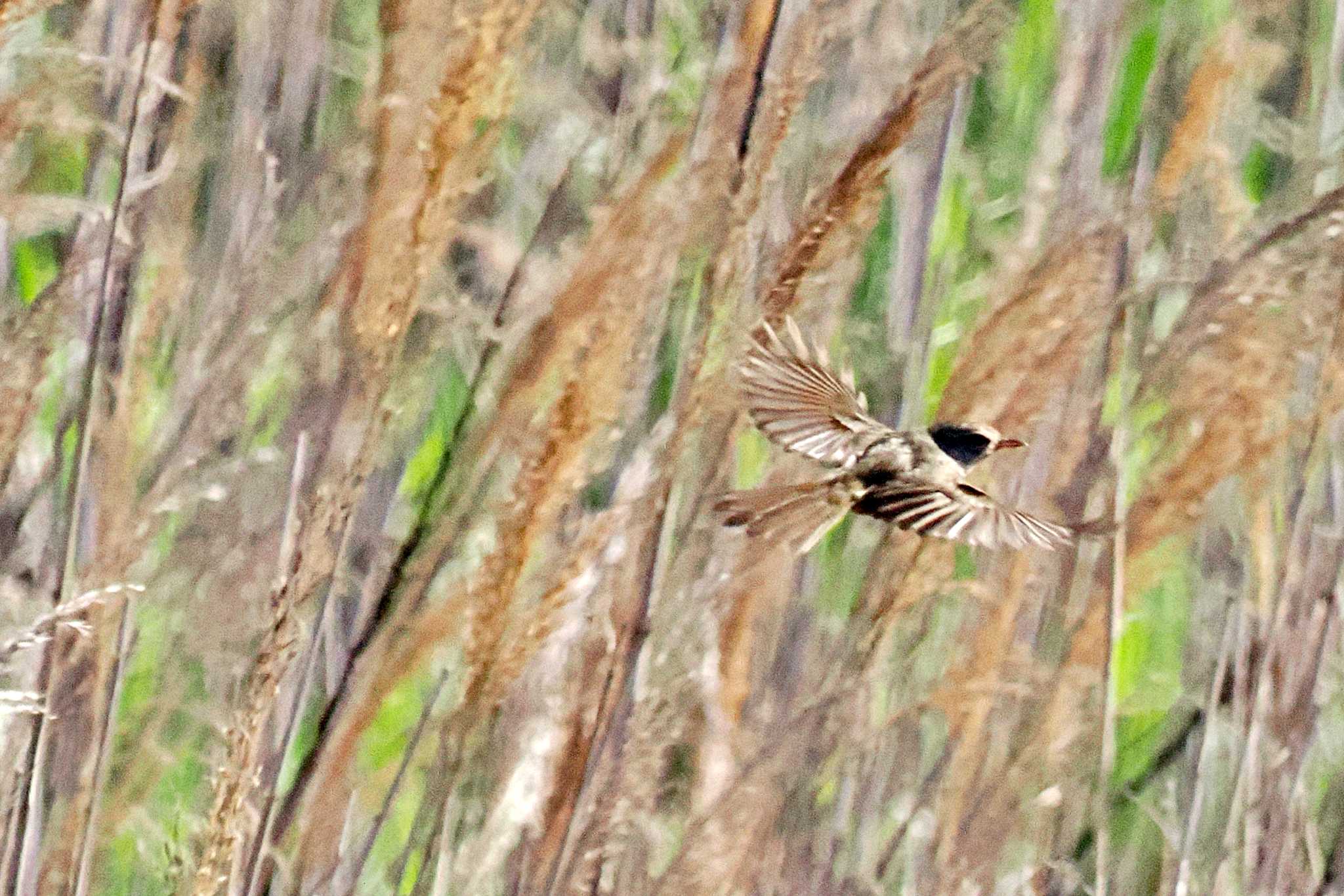 Photo of Oriental Reed Warbler at 愛媛県 by 藤原奏冥