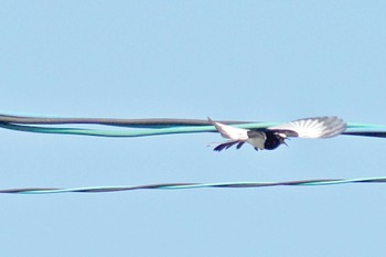 Japanese Wagtail 愛媛県 Sat, 5/4/2024