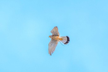 Common Kestrel 明石市大久保町 Thu, 4/4/2024