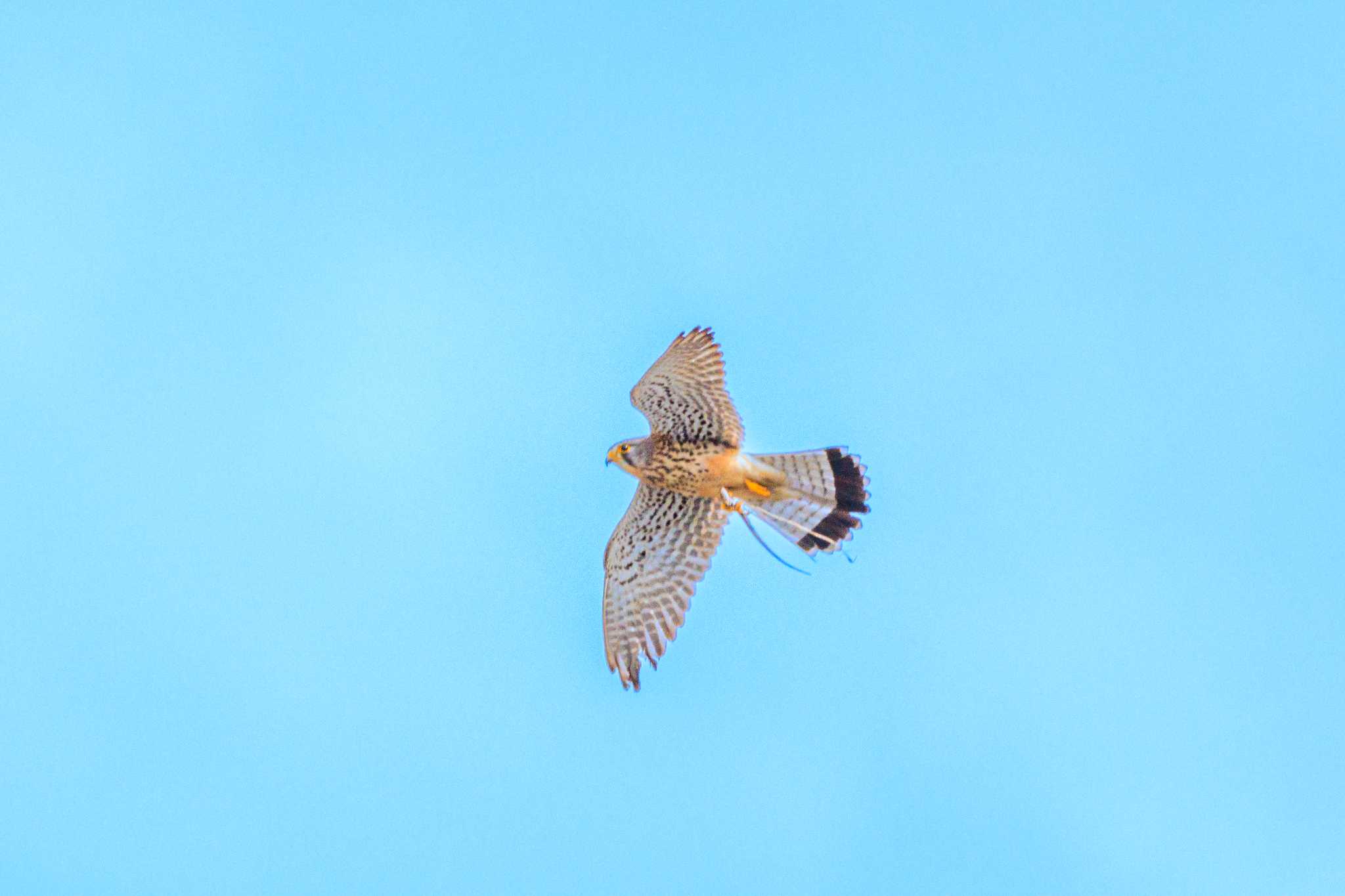 Photo of Common Kestrel at 明石市大久保町 by ときのたまお