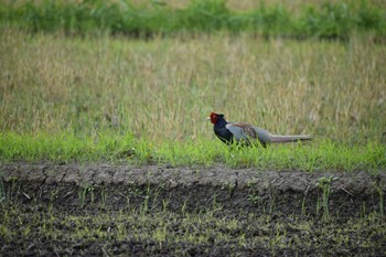 Green Pheasant 大久保農耕地 Mon, 5/6/2024