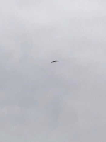 Common Kestrel 大久保農耕地 Mon, 5/6/2024