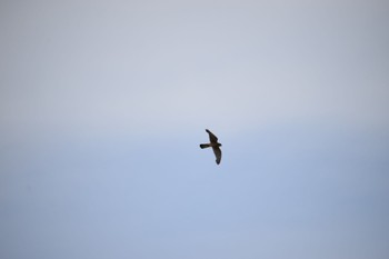 Common Kestrel 大久保農耕地 Mon, 5/6/2024