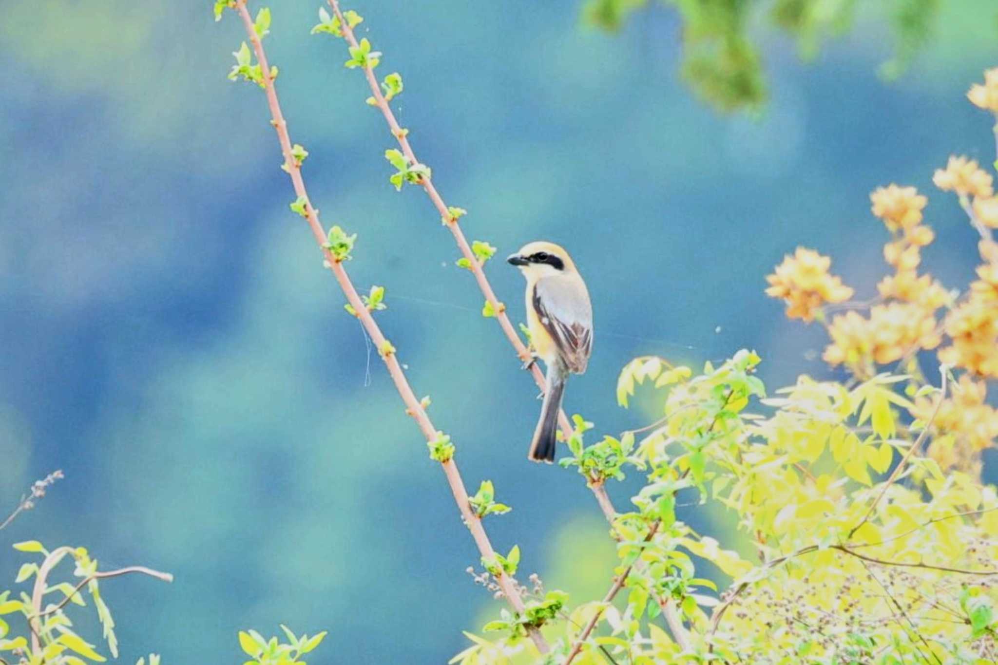 Bull-headed Shrike