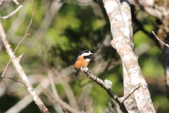 Varied Tit 上高地 Fri, 5/3/2024