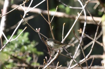 Japanese Bush Warbler 上高地 Fri, 5/3/2024