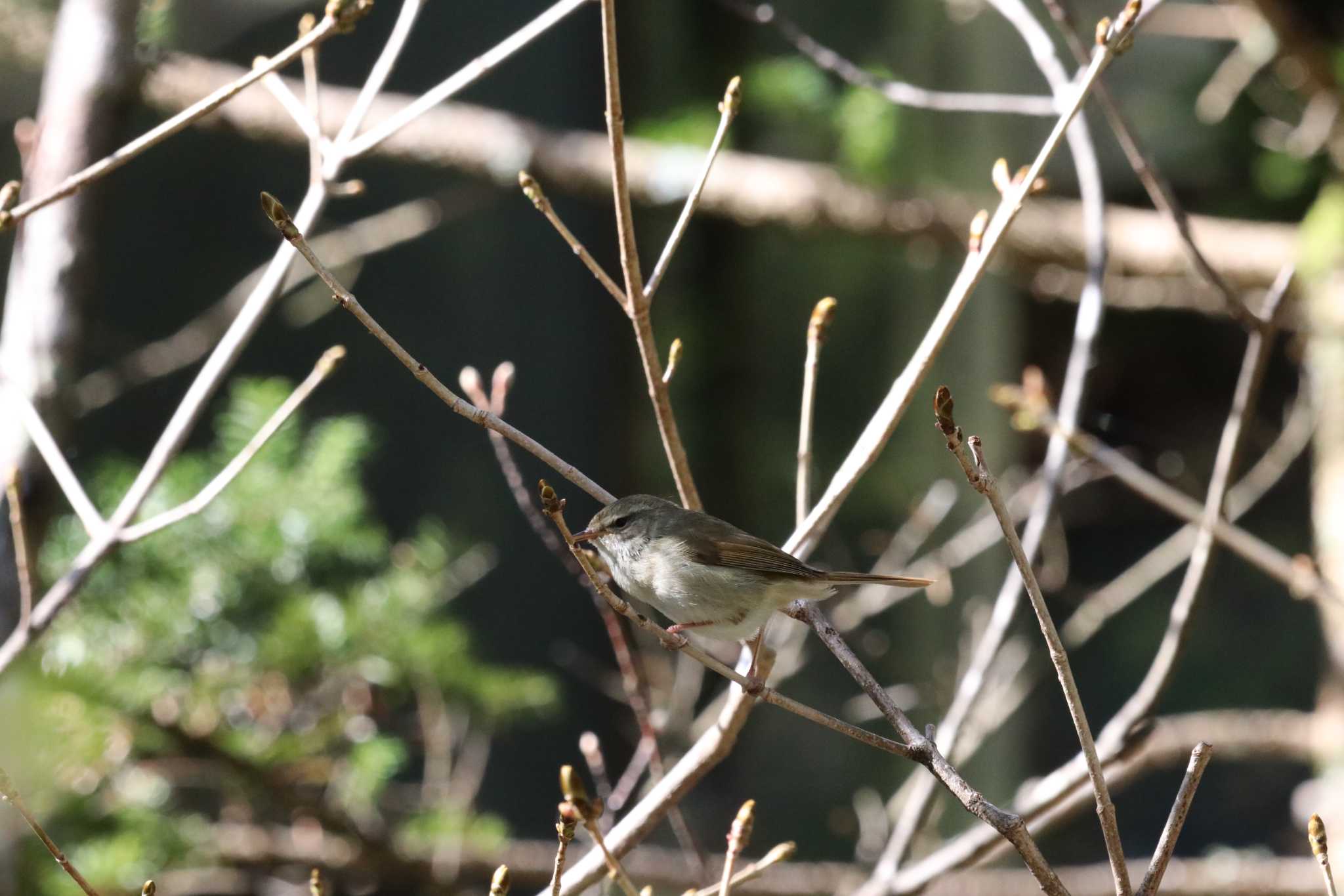 Photo of Japanese Bush Warbler at 上高地 by バンケン