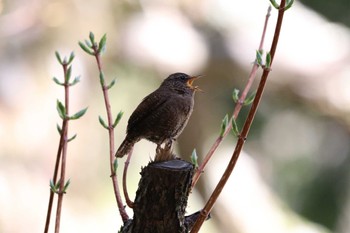 Eurasian Wren 上高地 Fri, 5/3/2024