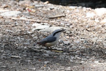 Eurasian Nuthatch 上高地 Fri, 5/3/2024