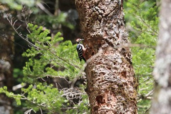White-backed Woodpecker 上高地 Fri, 5/3/2024