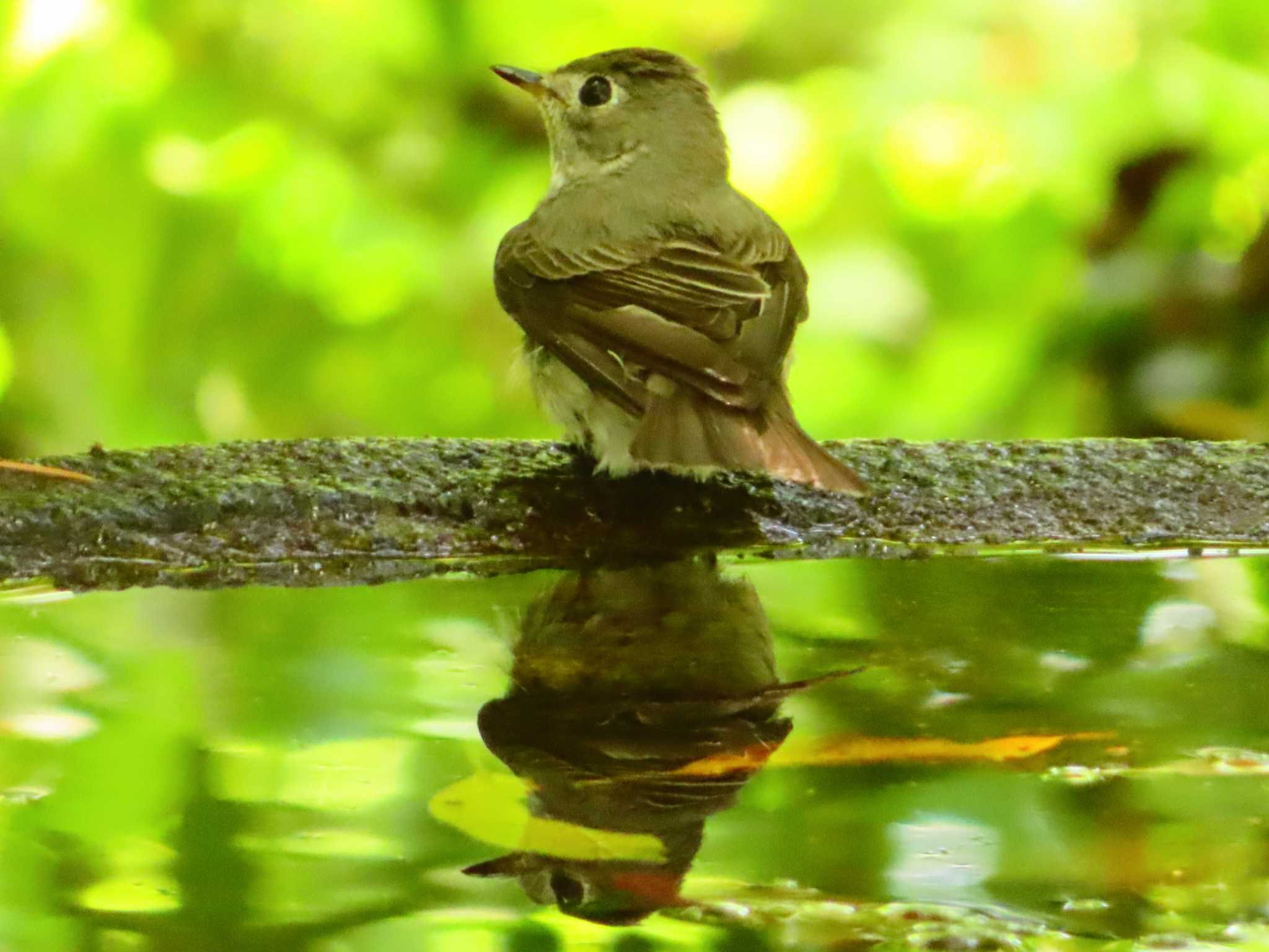 Asian Brown Flycatcher