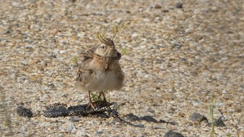 Eurasian Skylark 平城宮跡 Sun, 5/5/2024