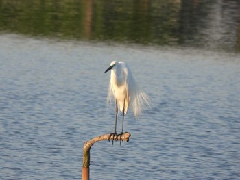 2024年5月5日(日) 伊佐沼の野鳥観察記録