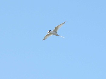 Little Tern Isanuma Sun, 5/5/2024
