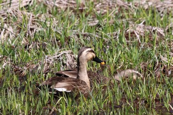 Eastern Spot-billed Duck 上高地 Sat, 5/4/2024