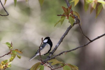 Japanese Tit 上高地 Sat, 5/4/2024