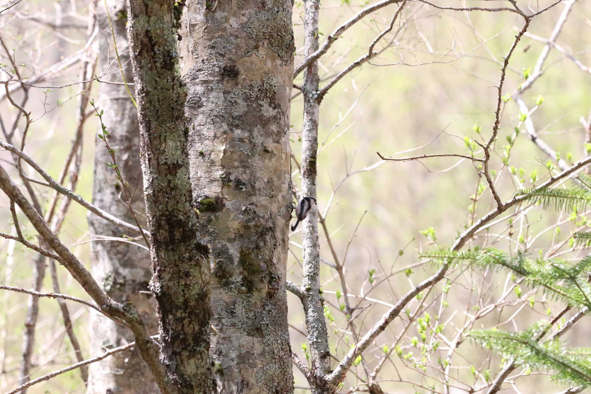 Photo of Long-tailed Tit at 上高地 by バンケン