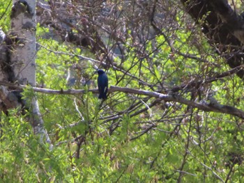 Blue-and-white Flycatcher 上高地 Sat, 5/4/2024