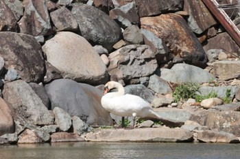 Mute Swan 松本城 Sun, 5/5/2024