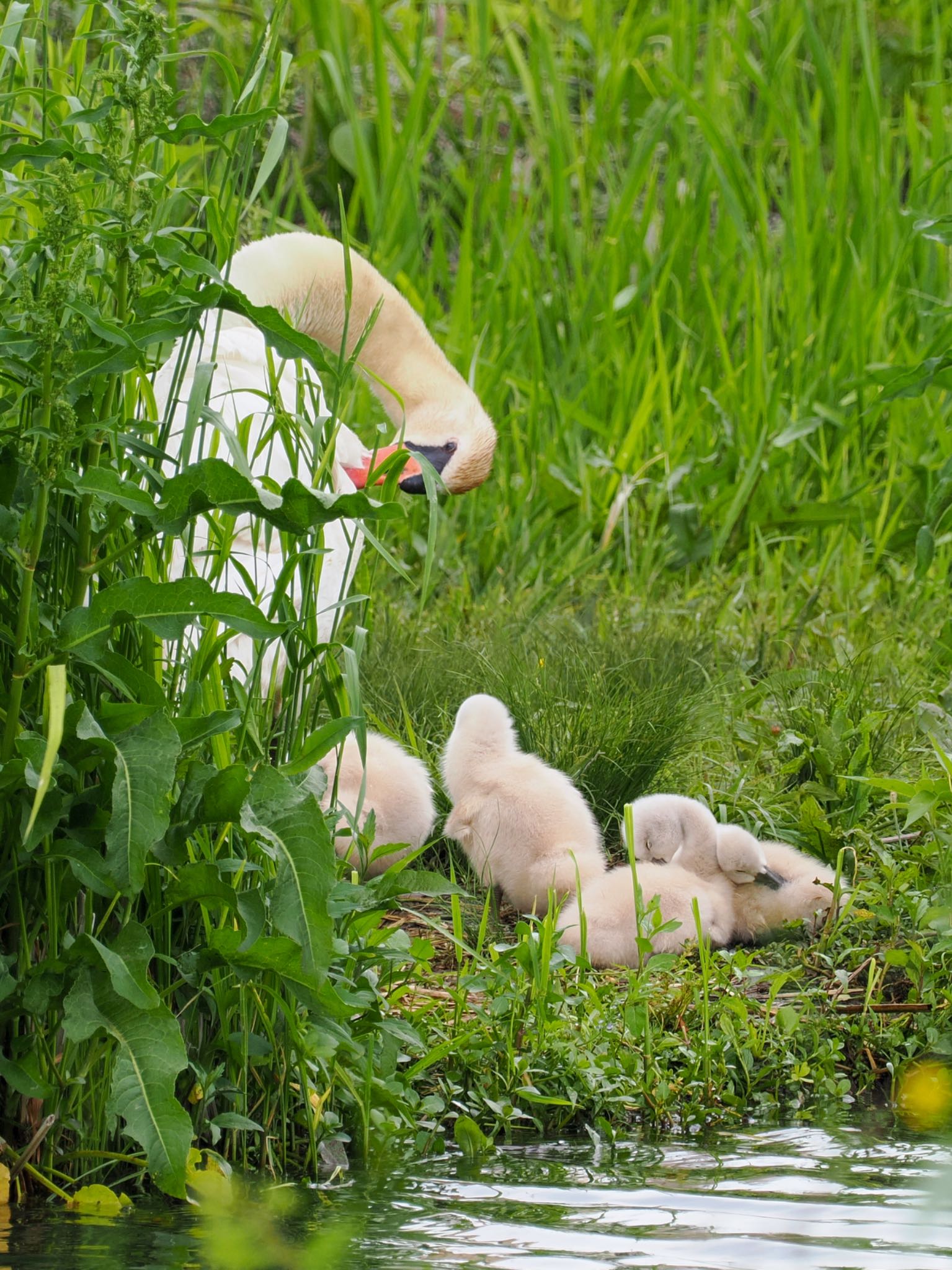 手賀沼 コブハクチョウの写真 by daffy@お散歩探鳥＆遠征探鳥♪