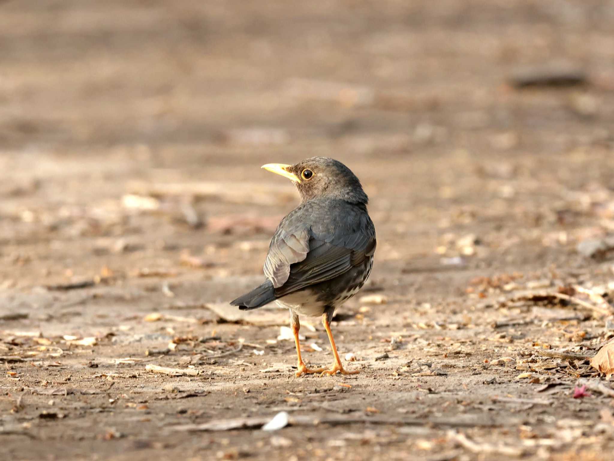 Photo of Japanese Thrush at Nishioka Park by しろくま