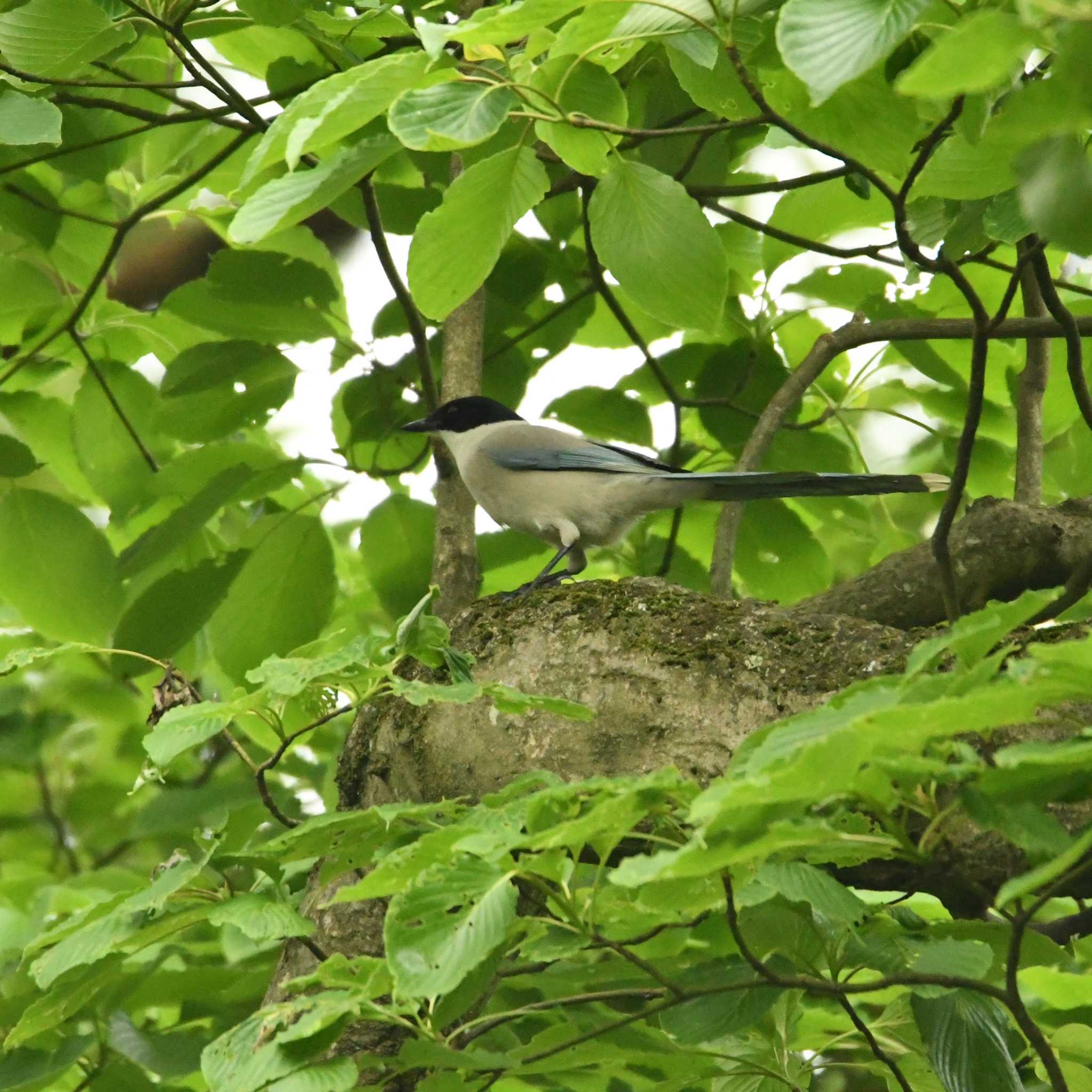 こども自然公園 (大池公園/横浜市) オナガの写真 by エスパシオ