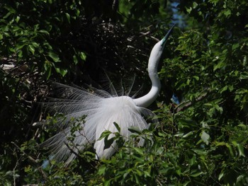 Great Egret 庄和総合公園 Sat, 5/4/2024