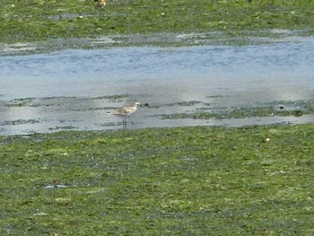 Pacific Golden Plover Yatsu-higata Sun, 5/5/2024