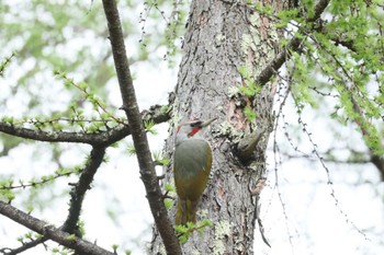 Japanese Green Woodpecker 長野県南佐久郡 Sun, 4/28/2024