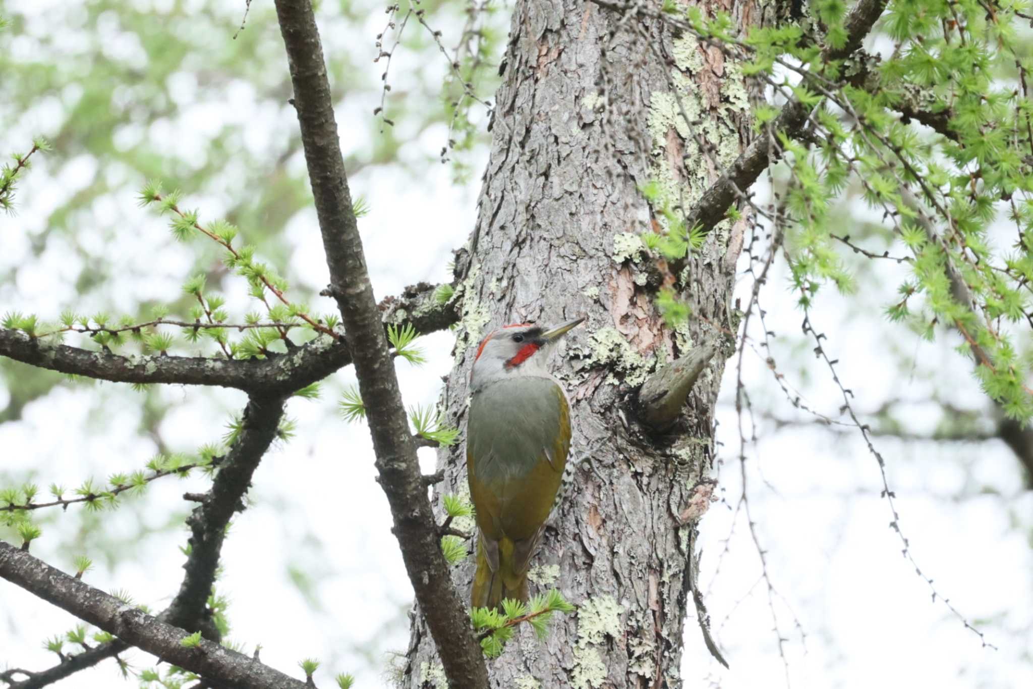 Japanese Green Woodpecker