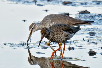 Sun, 5/5/2024 Birding report at Kasai Rinkai Park