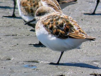 ミユビシギ ふなばし三番瀬海浜公園 2024年5月3日(金)