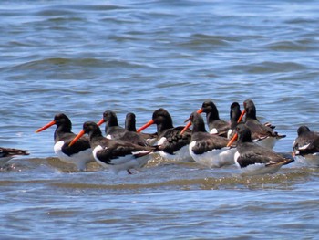 Eurasian Oystercatcher Sambanze Tideland Fri, 5/3/2024