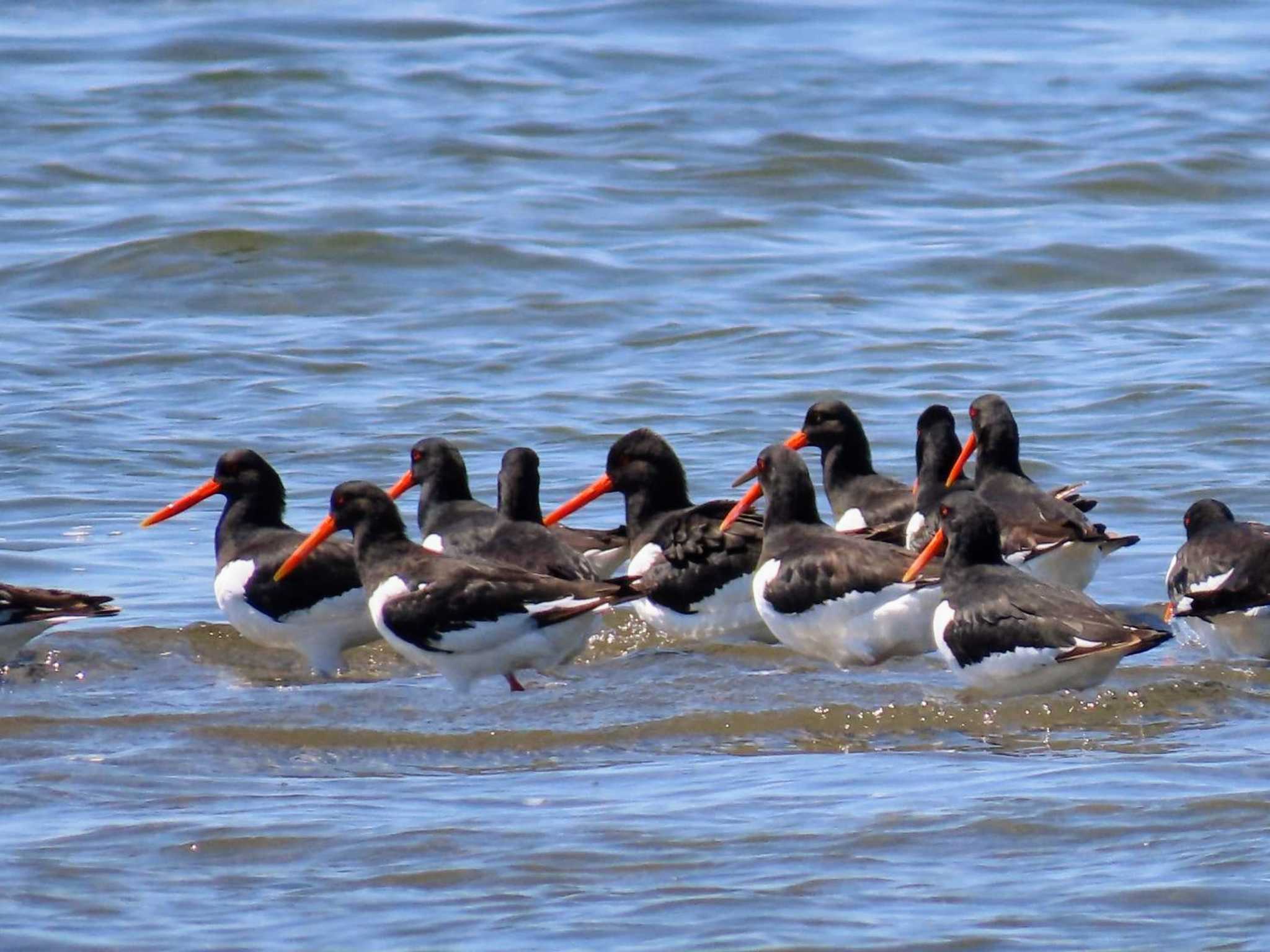 Photo of Eurasian Oystercatcher at Sambanze Tideland by すず