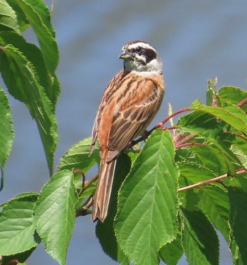 Meadow Bunting 桶ケ谷沼 Fri, 5/3/2024