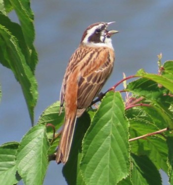 Meadow Bunting 桶ケ谷沼 Fri, 5/3/2024