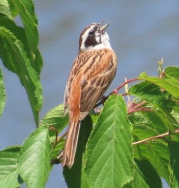 Meadow Bunting 桶ケ谷沼 Fri, 5/3/2024