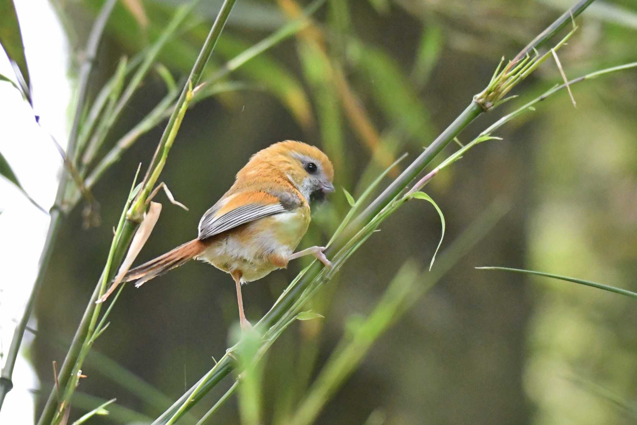 Photo of Golden Parrotbill at 老君山(Laojunshan) by あひる