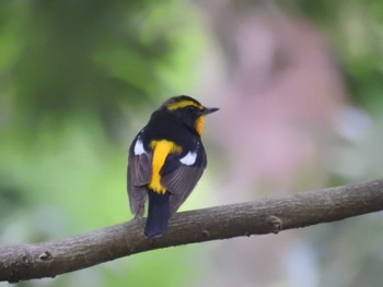 Narcissus Flycatcher Yatoyama Park Mon, 5/6/2024