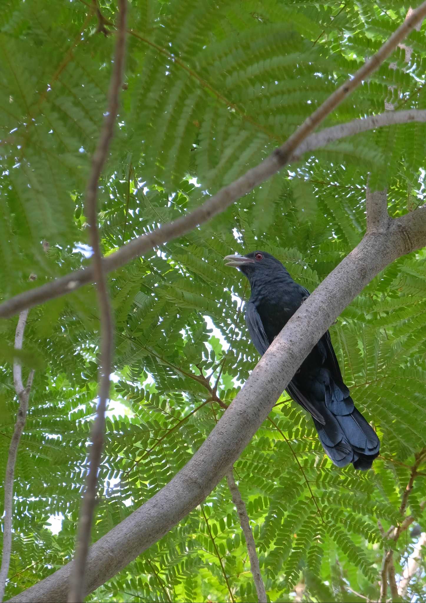 Asian Koel