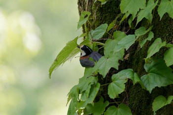 Varied Tit 京都府 Thu, 5/2/2024