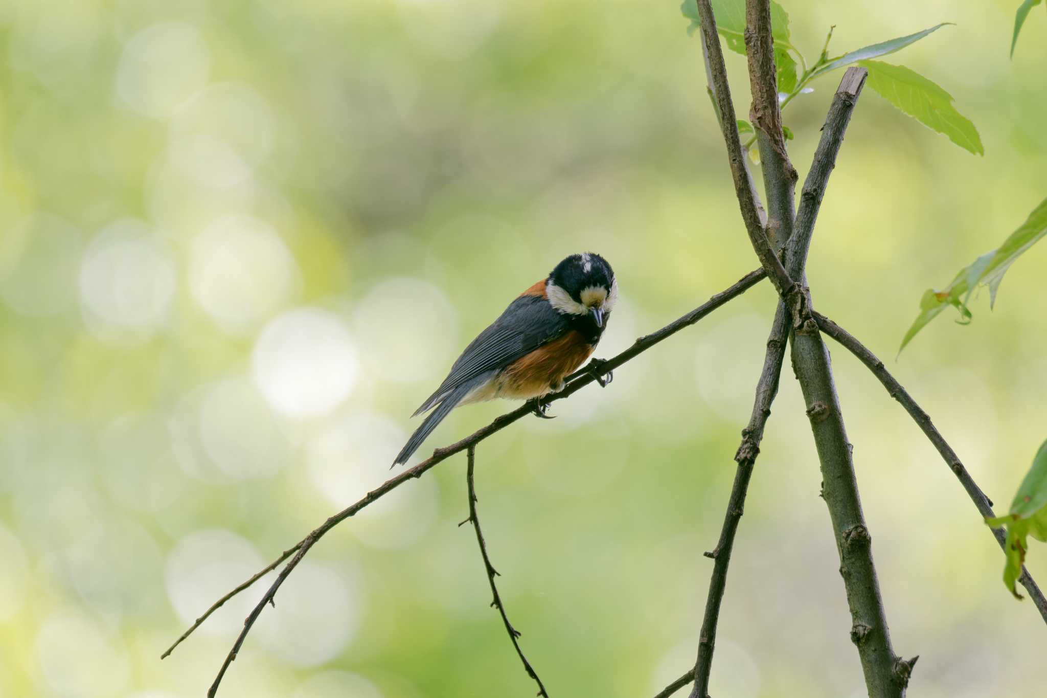 Photo of Varied Tit at 京都府 by Syun