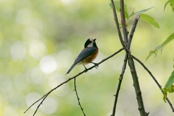 Varied Tit 京都府 Thu, 5/2/2024