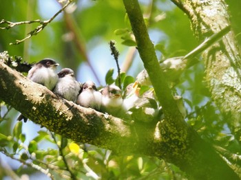 Long-tailed Tit 静岡県 Sat, 5/4/2024