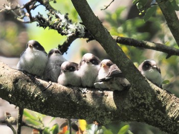 Long-tailed Tit 静岡県 Sat, 5/4/2024