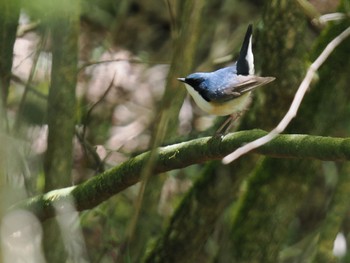 Siberian Blue Robin 静岡県 Sat, 5/4/2024